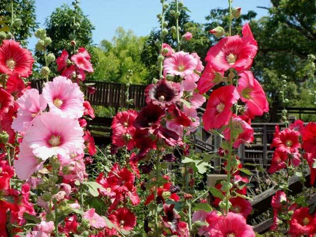 How to grow mallow from seeds + photo of flowers