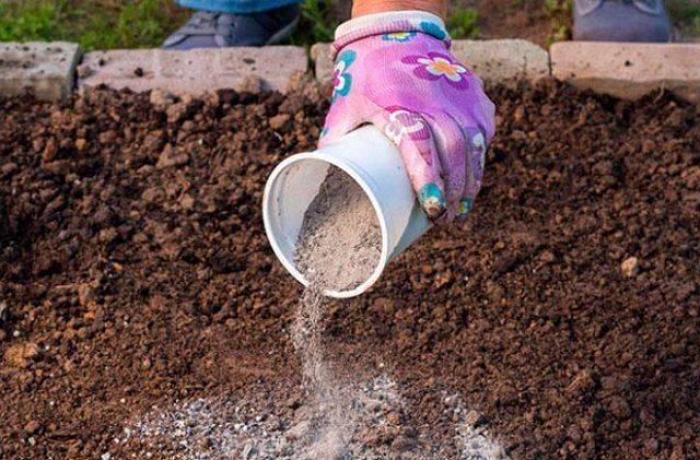 How to grow mallow from seeds + photo of flowers