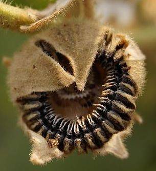 How to grow mallow from seeds + photo of flowers