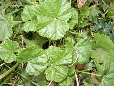 How to grow mallow from seeds + photo of flowers