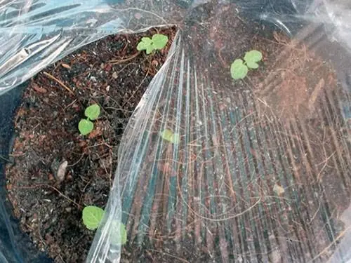 How to grow mallow from seeds + photo of flowers