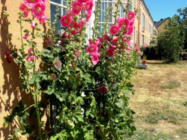 How to grow mallow from seeds + photo of flowers