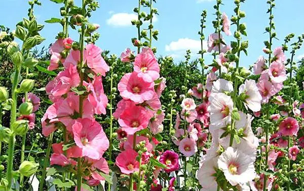 How to grow mallow from seeds + photo of flowers