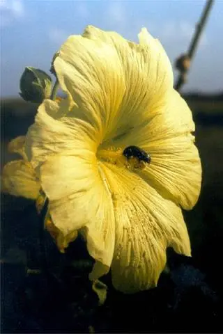 How to grow mallow from seeds + photo of flowers