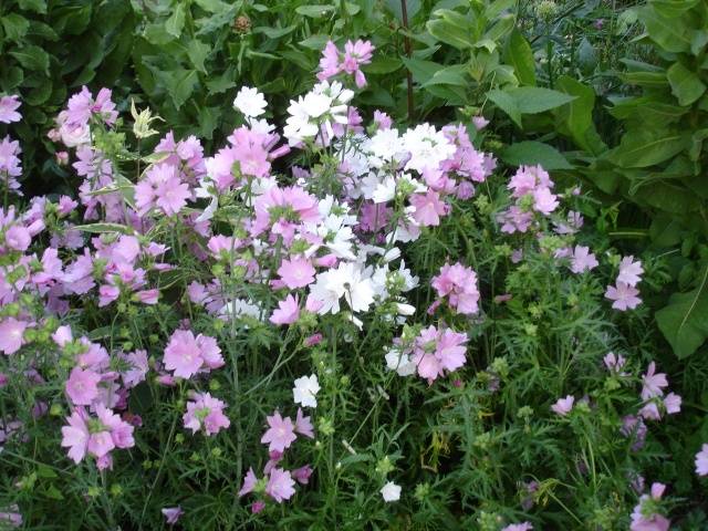 How to grow mallow from seeds + photo of flowers