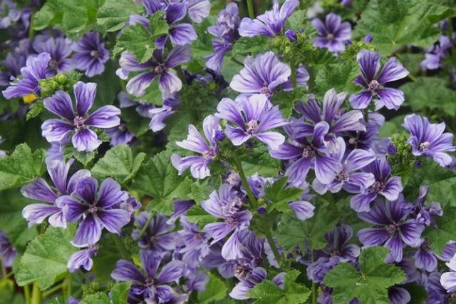 How to grow mallow from seeds + photo of flowers