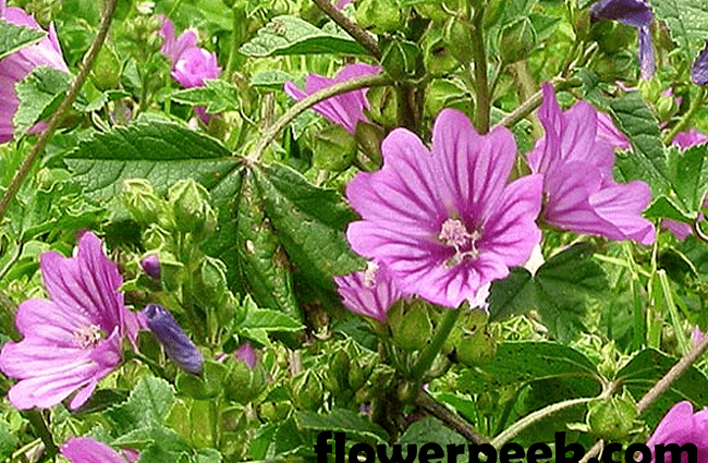 How to grow mallow from seeds + photo of flowers