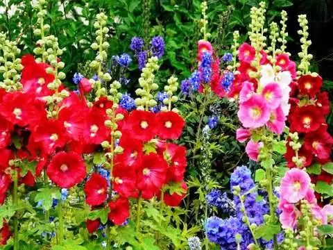 How to grow mallow from seeds + photo of flowers