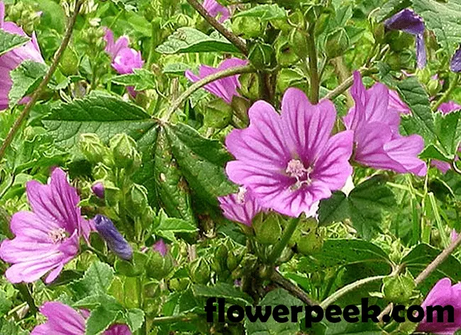 How to grow mallow from seeds + photo of flowers