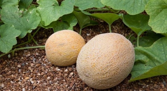 How to grow melon at home