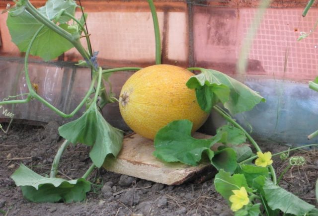 How to grow melon at home