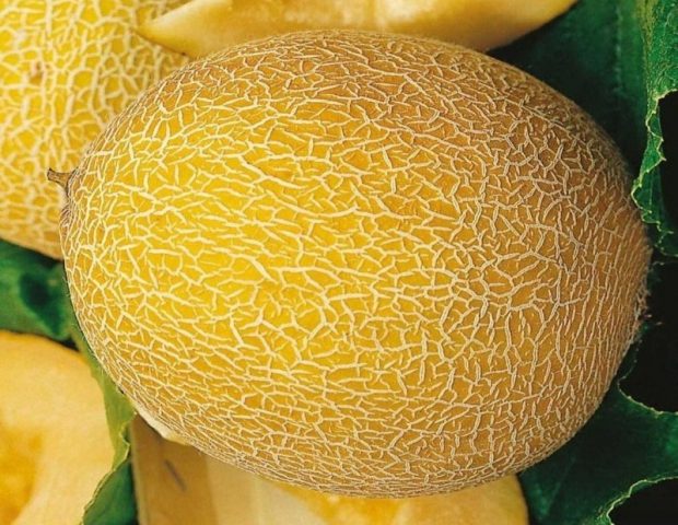 How to grow melon at home