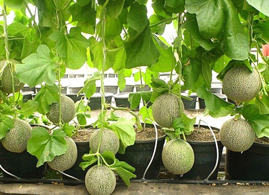 How to grow melon at home