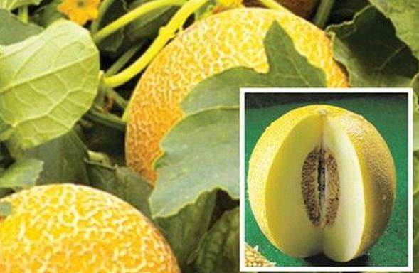 How to grow melon at home