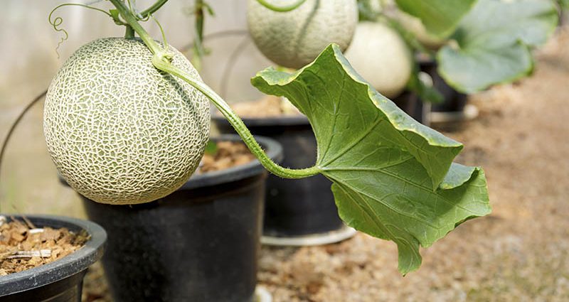 How to grow melon at home