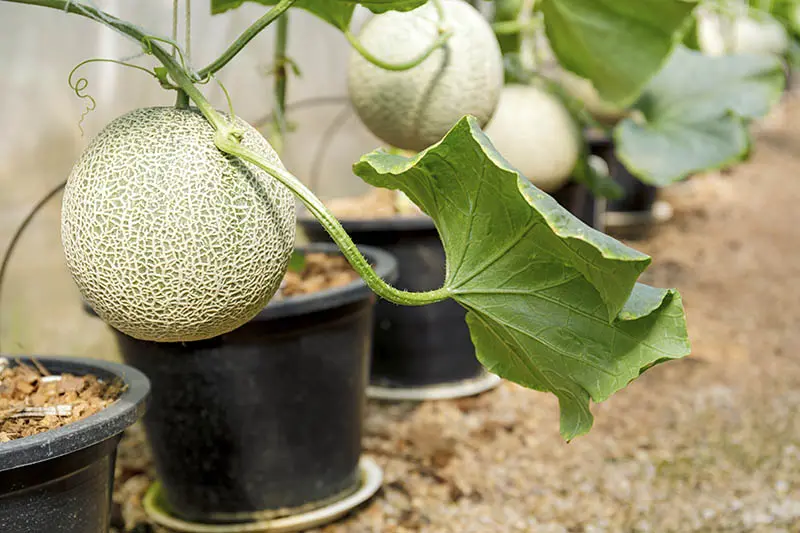 How to grow melon at home