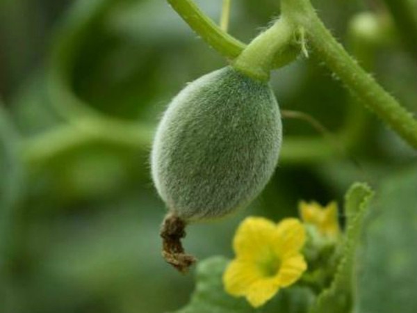 How to grow melons in the middle lane and which varieties to choose