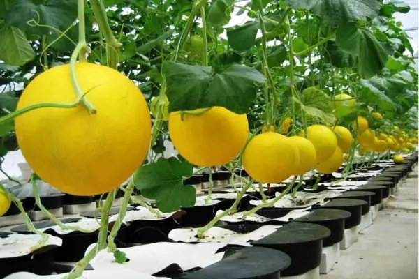 How to grow melons in the middle lane and which varieties to choose