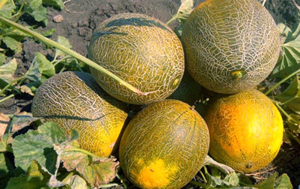 How to grow melons in the middle lane and which varieties to choose