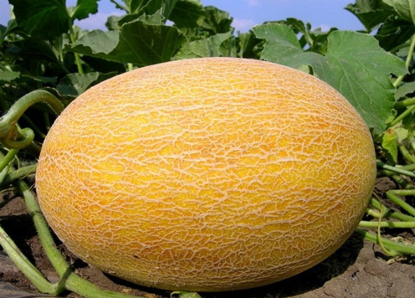 How to grow melons in the middle lane and which varieties to choose