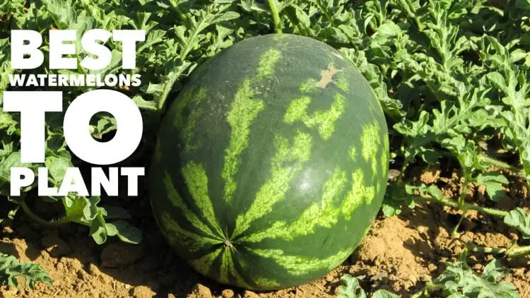 How to grow melons in the middle lane and which varieties to choose