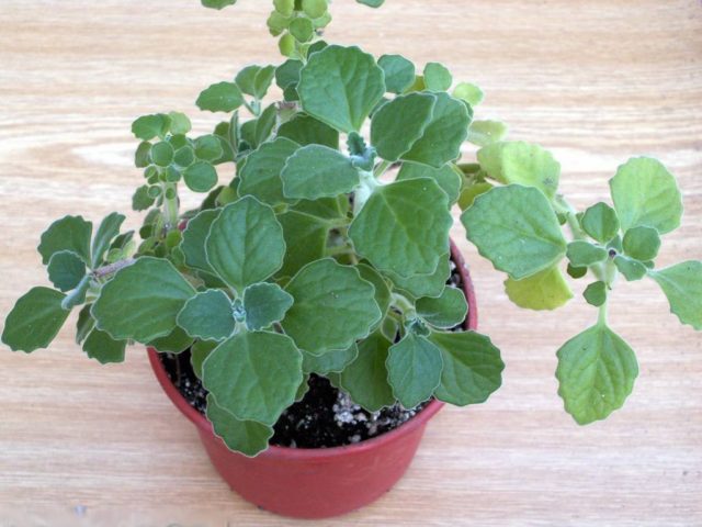 How to grow mint on a windowsill: home varieties, planting and care