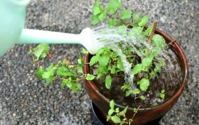 How to grow mint on a windowsill: home varieties, planting and care
