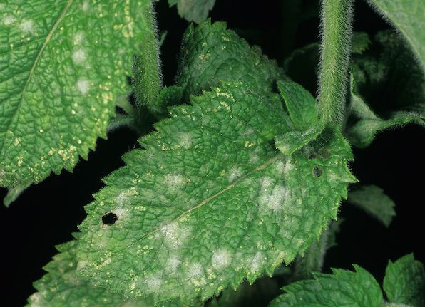 How to grow mint on a windowsill: home varieties, planting and care