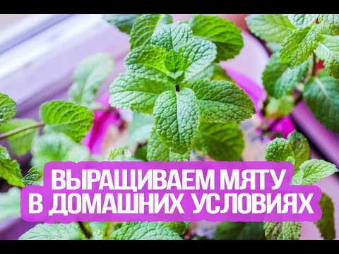 How to grow mint on a windowsill: home varieties, planting and care