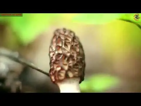 How to grow morel mushroom: growing technologies