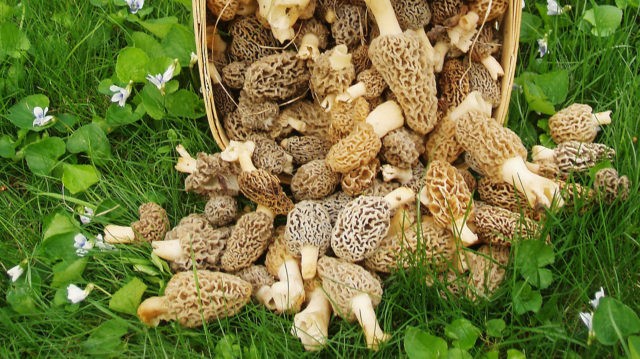 How to grow morel mushroom: growing technologies