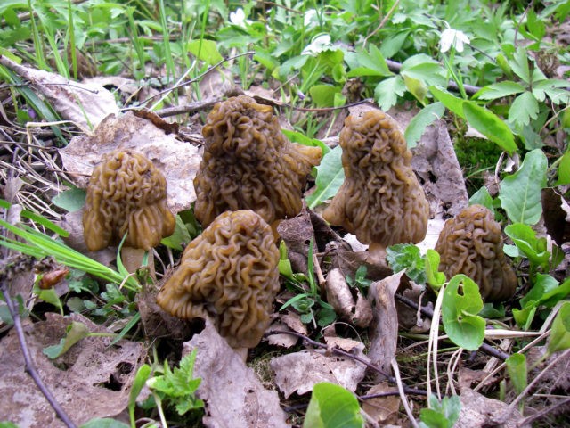 How to grow morel mushroom: growing technologies