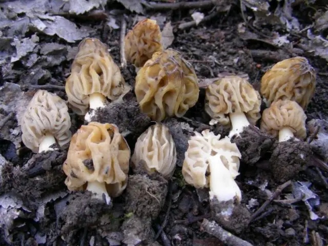 How to grow morel mushroom: growing technologies