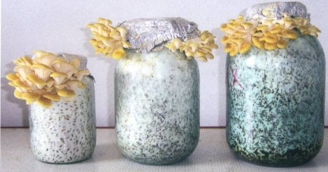 How to grow mushroom mycelium at home