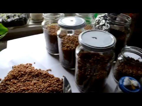 How to grow mushroom mycelium at home