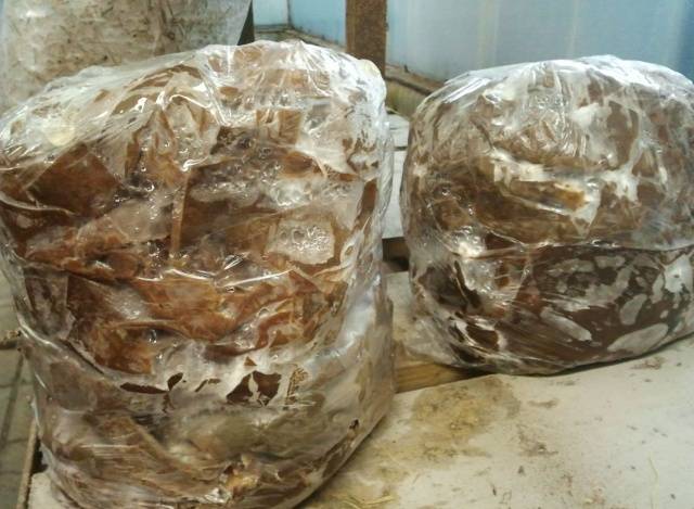 How to grow mushroom mycelium at home