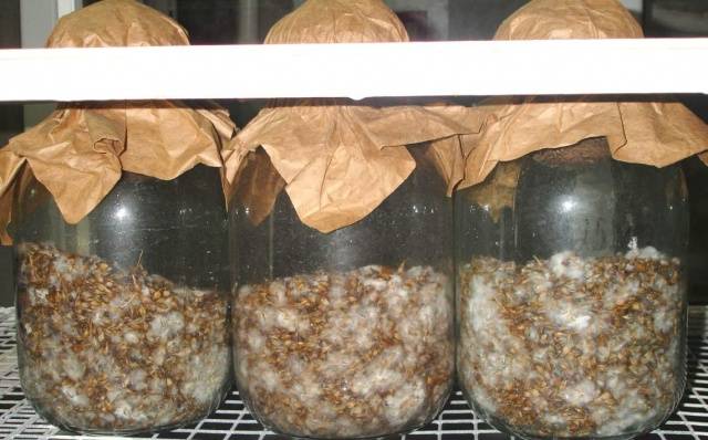 How to grow mushroom mycelium at home