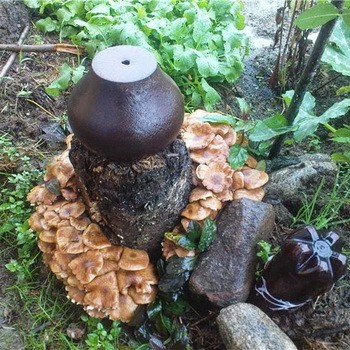 How to grow mushrooms in the country and at home