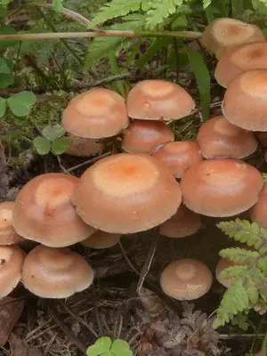 How to grow mushrooms in the country and at home