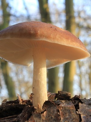 How to grow mushrooms in the country and at home