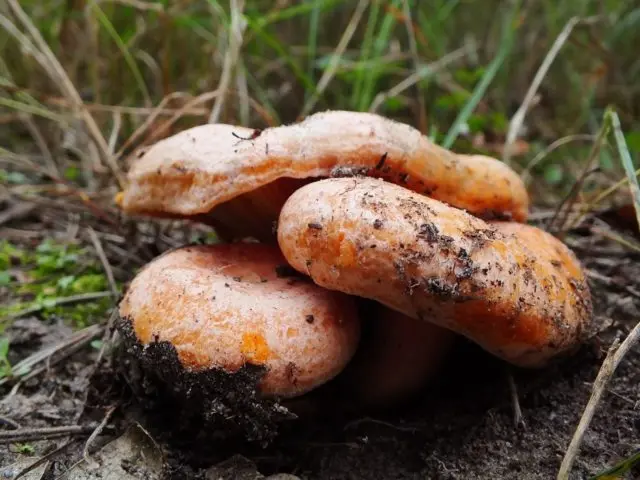 How to grow mushrooms in the garden