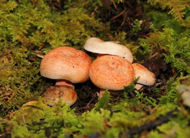 How to grow mushrooms in the garden