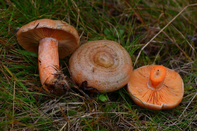 How to grow mushrooms in the garden