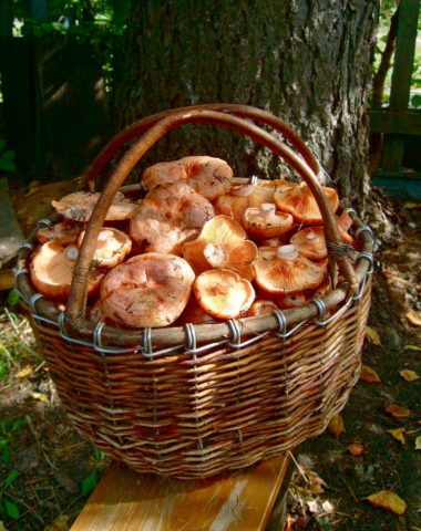 How to grow mushrooms in the garden