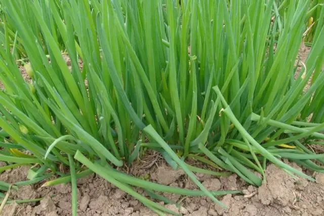 How to grow onions from seeds