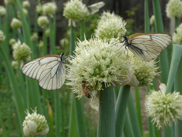 How to grow onions from seeds