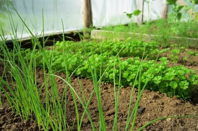 How to grow onions from seeds