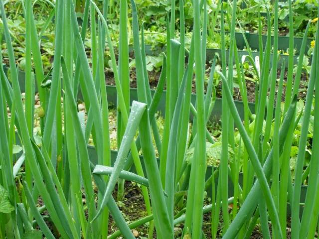 How to grow onions from seeds