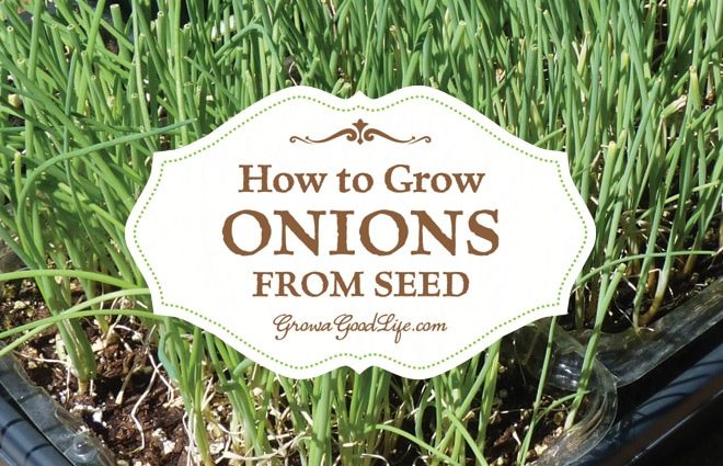 How to grow onions from seeds