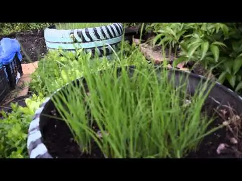 How to grow onions from seeds